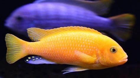 Mbuna Cichlids Guide And Compatibility Chart .